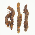 Coptidis Rhizoma