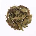 Menthae Herba